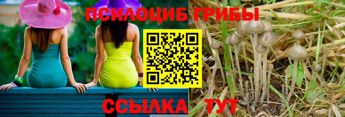 Санкт-Петербург  Псилоцибиновые грибы Magic Shrooms  купить наркоту  Вход с VPN 